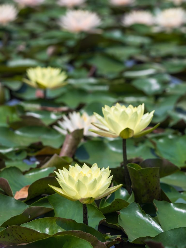 Beautiful Lotus flower, Water Lily